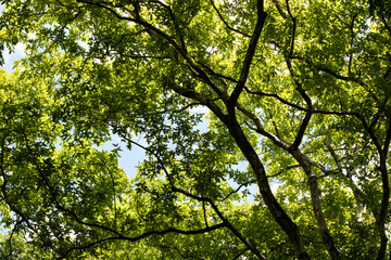 Leaves and sky