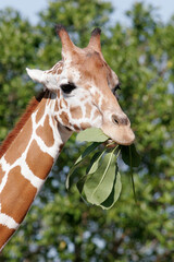 Reticulated Giraffe, Giraffa camelopardalis reticulata, feeding