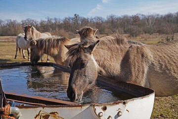 Konik wild horses in March in Saxony Anhalt