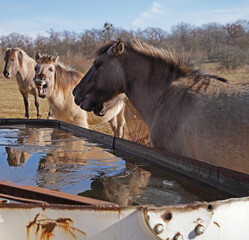 Konik wild horses in March in Saxony Anhalt