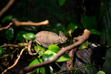 squirrel in the forest