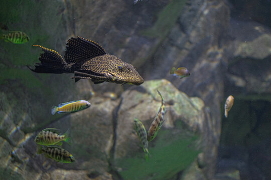 fish in the water