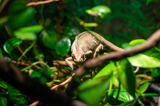 green tree python
