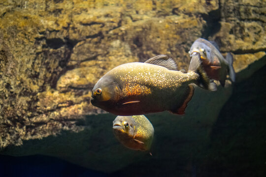 fish in aquarium