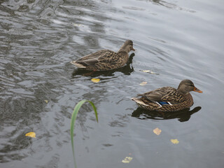 wild ducks swim in an autumn rural pond