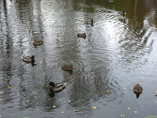 wild ducks swim in an autumn rural pond