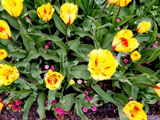 Red and yellow tulips on the flowerbed