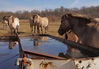 Konik wild horses in March in Saxony Anhalt