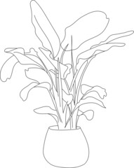 Potted plant sketch line art illustration.
Vector big leaves tropical house plant. 