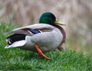 the ducks are very funny