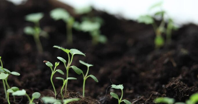 Macro video of raspberry sprouts in the ground for seedlings. Video without movement of sprouts