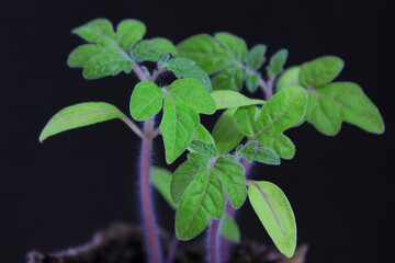 Young green seedlings of tomatoes in eco pots on a black background. Transplanting seedlings, pricking out.