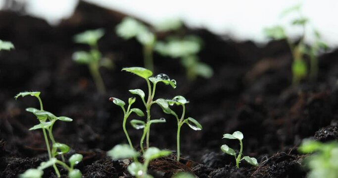 Macro video the wind blows after watering raspberry sprouts in the ground for seedlings. Watered plants with nutrients