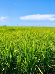 Obraz premium green wheat field