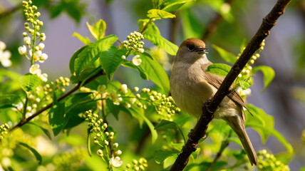 a female blackcap looking around