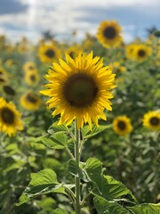 Fototapeta premium field of sunflowers
