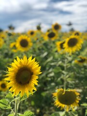 field of sunflowers
