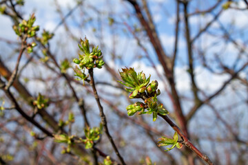 Selective focus cherries in the phase of budding, young leaves bloom. Close up Photo Of Phase of Early Growth of Plant.