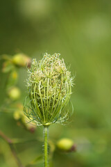 Closeup of green wild carrot bud with blurred background
