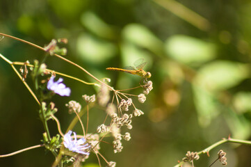 Closeup of dragonfly on a plant with blurred background