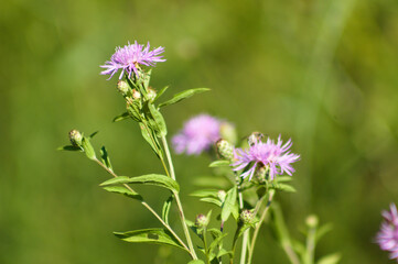 Close-p of brown knapweed flower with other blurred plants on background