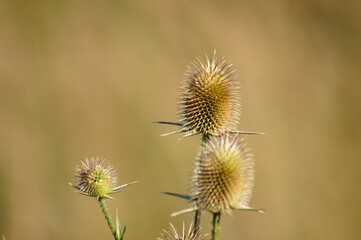 Obraz premium Closeup of brown cutleaf teasel seeds with other blurred plants on background