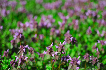Purple thyme on a green lawn