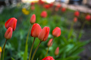 Small red tulips, a gift for a woman