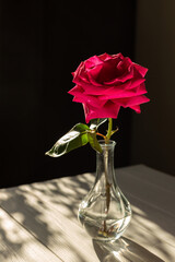 Red rose in a glass vase on a light table under sunlight on a dark background, open space