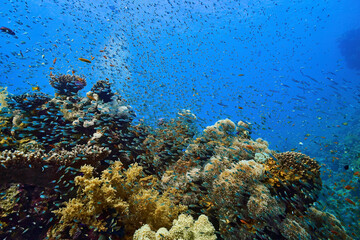 Fototapeta na wymiar coral reef in in red sea and fish