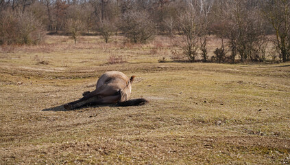 Konik wild horses in March in Saxony Anhalt © BabettsBildergalerie