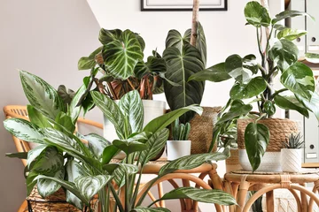 Poster Urban jungle. Different tropical houseplants like Philodendron or Chinese Evergreen in basket flower pots on wooden tables © Firn