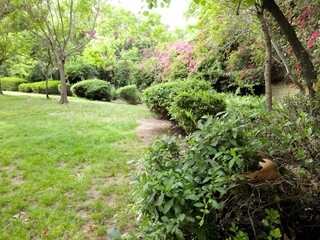 Green Beautiful View of a Park
