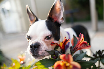Portrait of a young Boston Terrier dog standing by orange peruvian lily flowers.