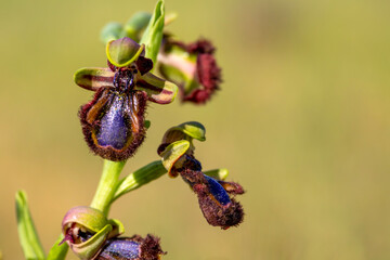 Wild orchid, scientific name; Ophrys speculum