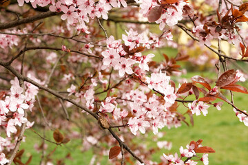 Obraz premium Cherry Blossoms with white Petals on Spring on a sunny day