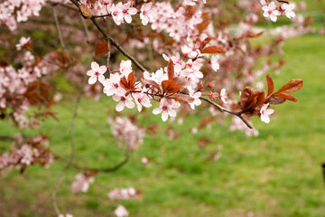 Cherry Blossoms with white Petals on Spring on a sunny day
