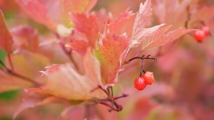 Red autumn guelder rose leaves, wild viburnum berry fall leaf in rainy forest or woods. Wet leafage in september, october or november. Seasonal foliage in moist woodland. Small water drops or droplets