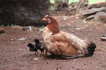 Mother hen with chickens in a rural yard