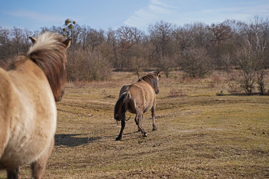 Konik wild horses in March in Saxony Anhalt