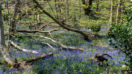 Bluebells in the woods