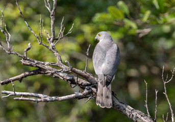 Obraz premium The shikra is a small bird of prey in the family Accipitridae found widely distributed in Asia and Africa where it is also called the little banded goshawk. 