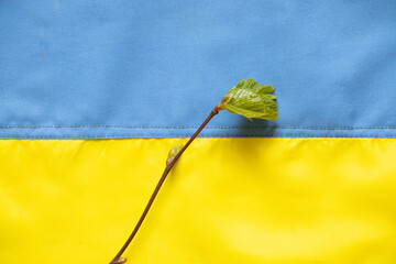 Yellow-blue national flag of Ukraine as a background and a twig with green leaves from a tree, stop...