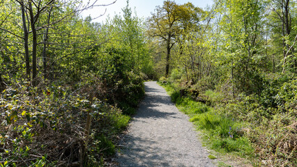 Path in the woods