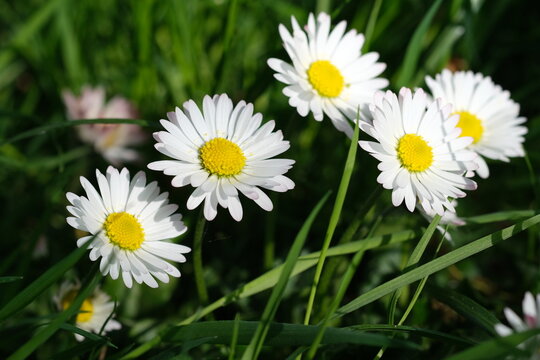 White daisy flowers close up growing in the field. White daisies in the top view of the meadow. daisy flower meadow in sunshine from above. Daisies fresh flowers in springtime, floral background 