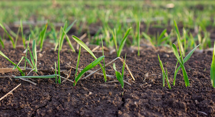 Barley sprouts germinate from the soil in the field. Row of sprouted grain, leaves of agricultural plants.
