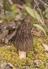 Morchella sp spring mushrooms with the appearance of honeycomb, dark brown or light brown, sheets...