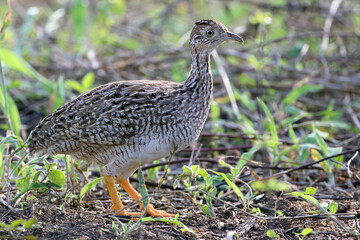 White-bellied Nothura (Nothura boraquira) isolated, still, amid low foliage