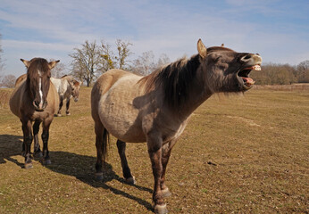 Konik wild horses in March in Saxony Anhalt © BabettsBildergalerie