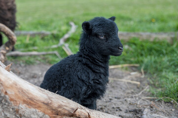 Fototapeta premium Black lamb, sitting in the field. Lamb is one week old.